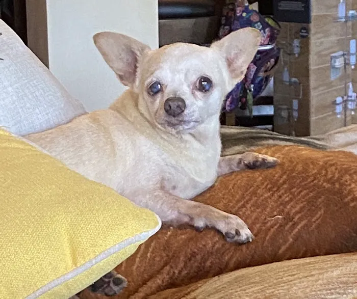 Town & Country Animal Hospital Picture 3