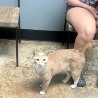 Sylacauga Veterinary Hospital ico