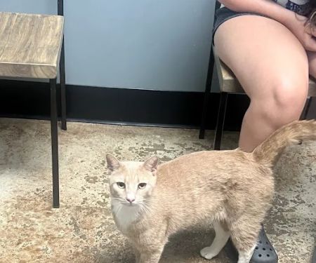 Sylacauga Veterinary Hospital