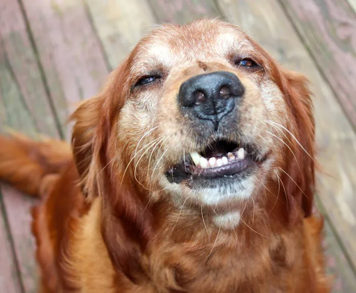 Sylacauga Veterinary Hospital Picture 2