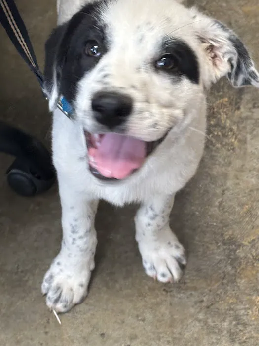 Baxley Animal Hospital Picture 6