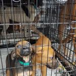 280 Animal Medical Center: Jay Crisman DVM