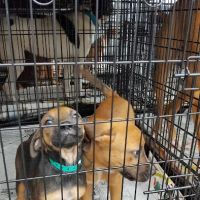 280 Animal Medical Center: Jay Crisman DVM ico