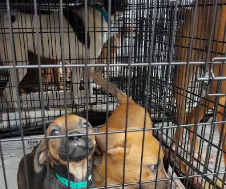 280 Animal Medical Center: Jay Crisman DVM