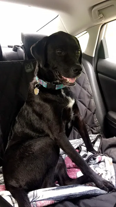 280 Animal Medical Center: Jay Crisman DVM Picture 7