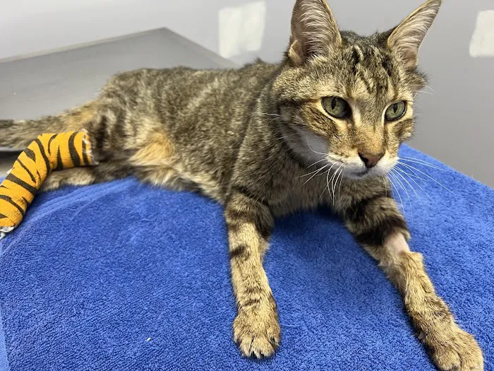 280 Animal Medical Center Picture 2