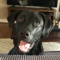 280 Animal Medical Center ico