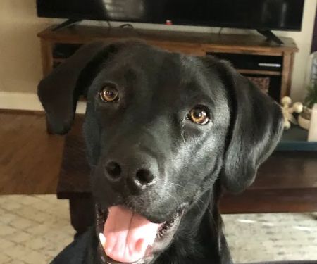 280 Animal Medical Center