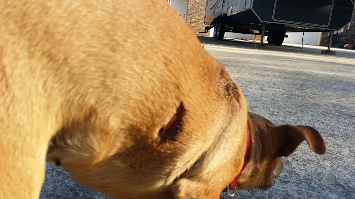 Shelbiana Animal Clinic Picture 1