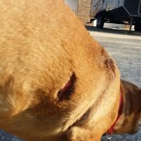 Shelbiana Animal Clinic ico