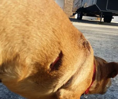 Shelbiana Animal Clinic