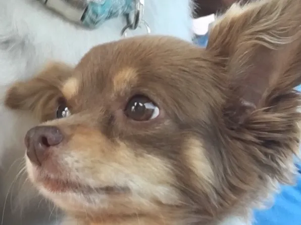 Shelbiana Animal Clinic Picture 2