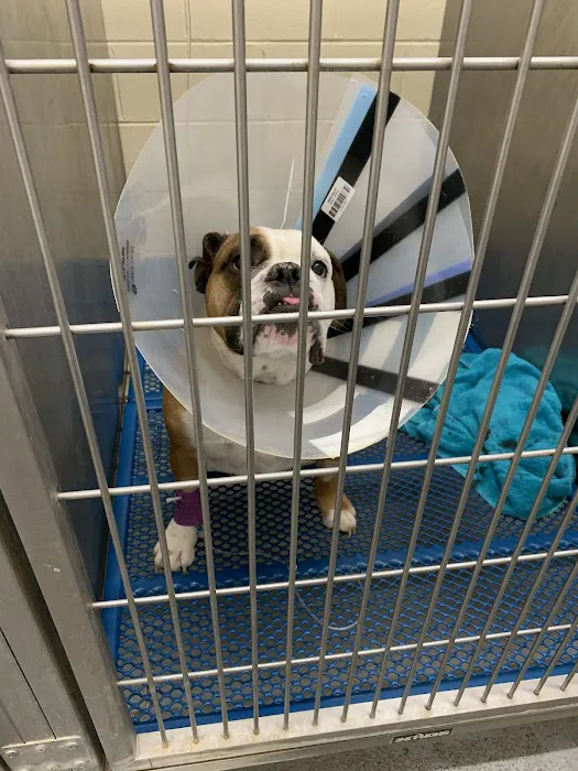 Shelbiana Animal Clinic Picture 3