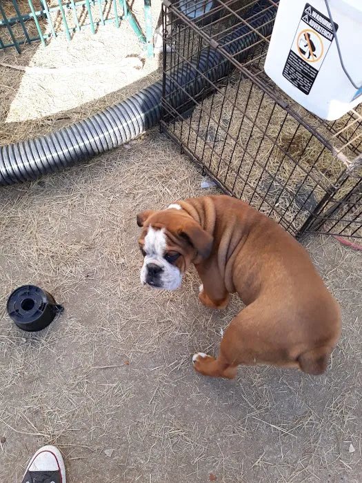 Shelbiana Animal Clinic Picture 6