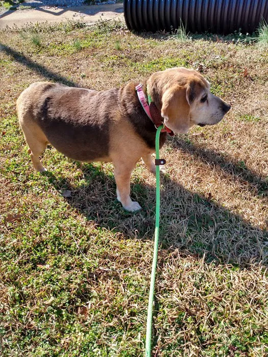 Shelbiana Animal Clinic Picture 7