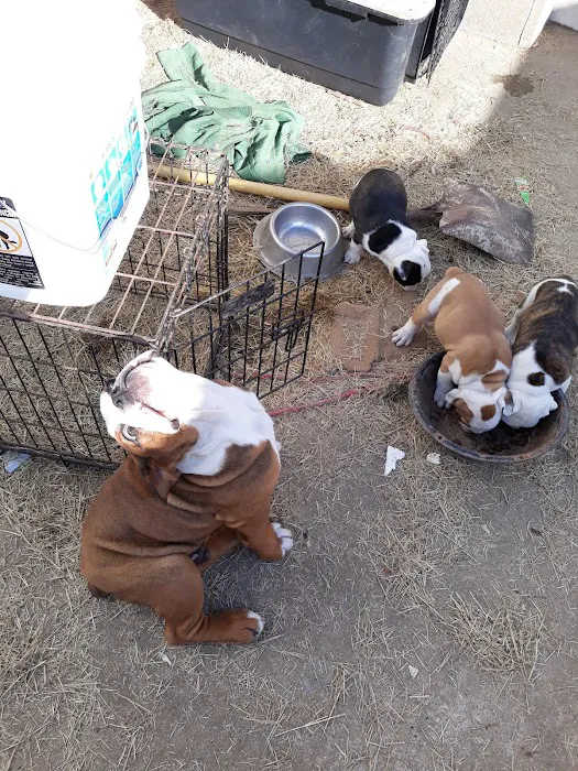 Shelbiana Animal Clinic Picture 5