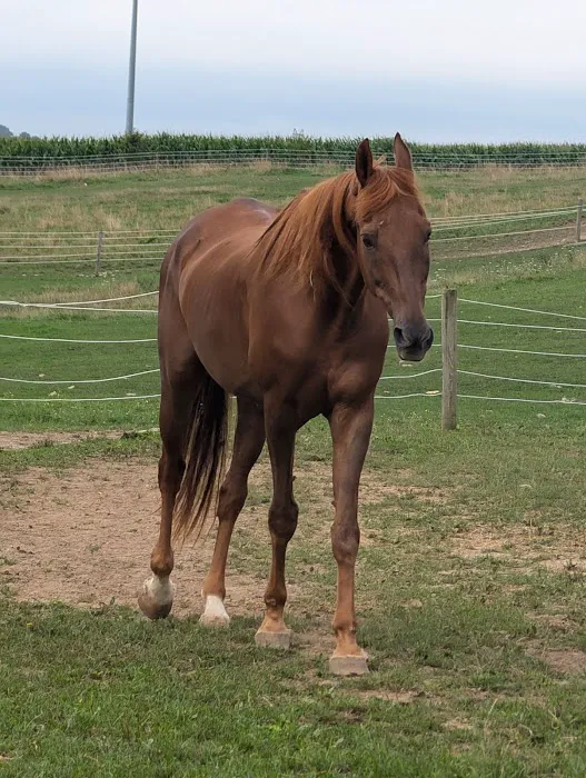 Southern Equine Services PC Picture 1