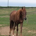 Southern Equine Services PC