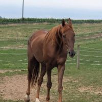 Southern Equine Services PC ico