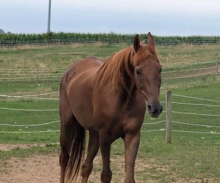 Southern Equine Services PC