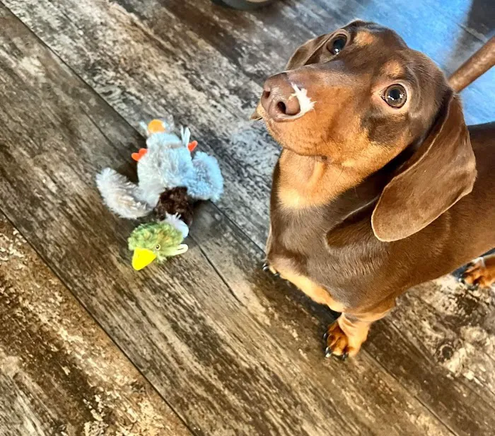 Chelsea Animal Hospital Picture 2