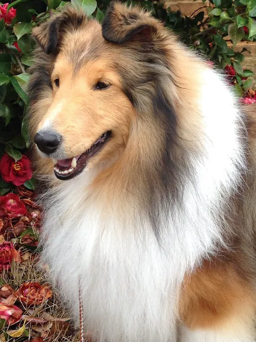 Chelsea Animal Hospital Picture 5