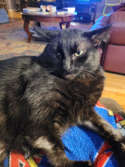 Chelsea Animal Hospital Picture 4