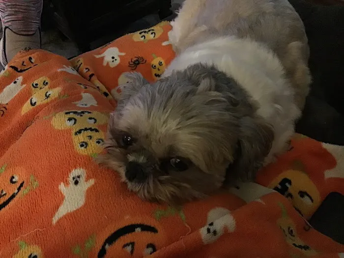 Chelsea Animal Hospital Picture 8