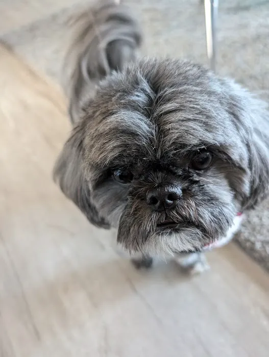 Constant Companion Animal Hospital Picture 2