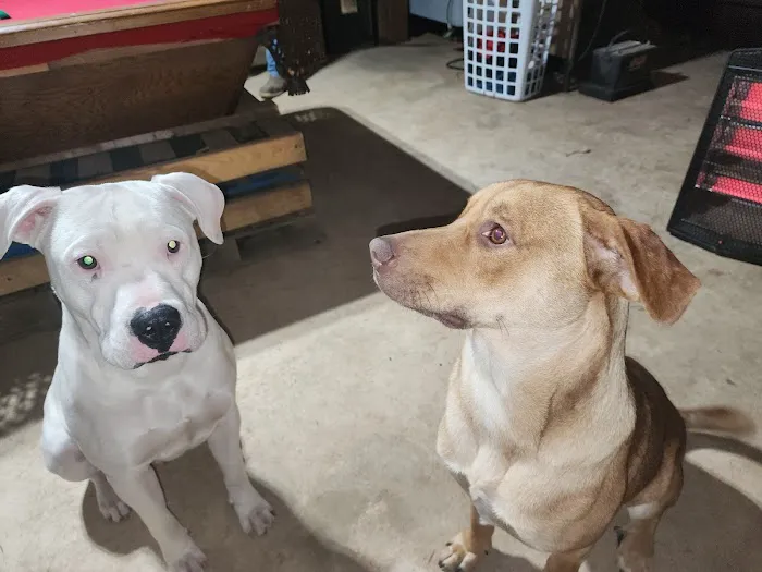 Constant Companion Animal Hospital Picture 3