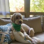 Constant Companion Animal Hospital