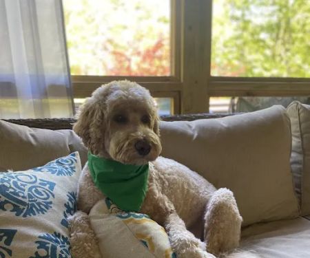 Constant Companion Animal Hospital