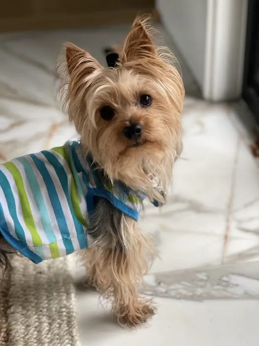 Constant Companion Animal Hospital Picture 5