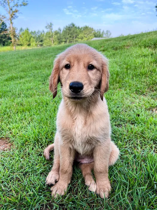 Constant Companion Animal Hospital Picture 4