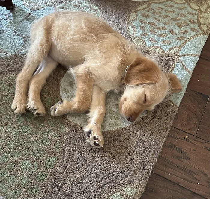 Constant Companion Animal Hospital Picture 9