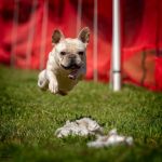 Double Oak Mountain Animal Hospital