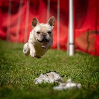 Double Oak Mountain Animal Hospital ico