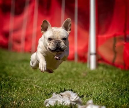 Double Oak Mountain Animal Hospital