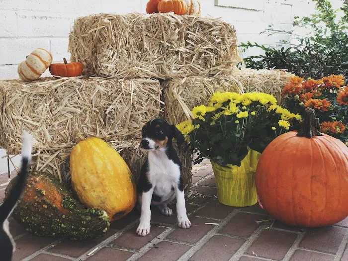 Double Oak Mountain Animal Hospital Picture 2