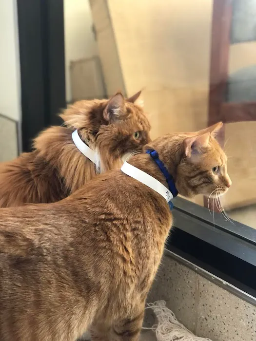 Double Oak Mountain Animal Hospital Picture 10