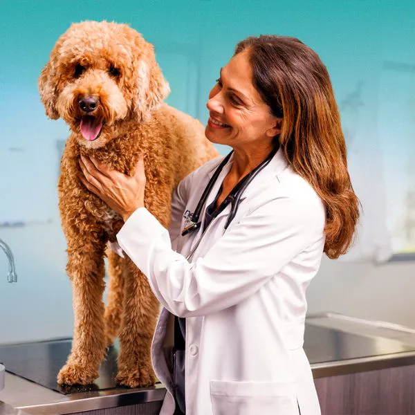 NewDay Veterinary Care Picture 6