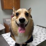 Cahaba Valley Animal Clinic