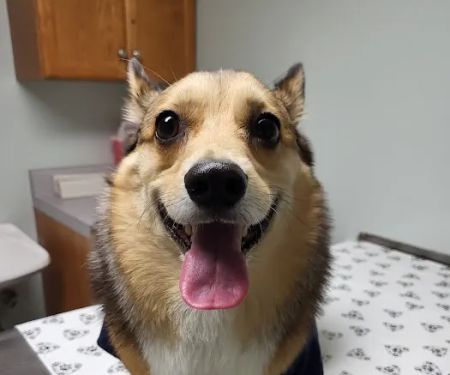 Cahaba Valley Animal Clinic