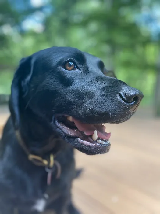 Cahaba Valley Animal Clinic Picture 4