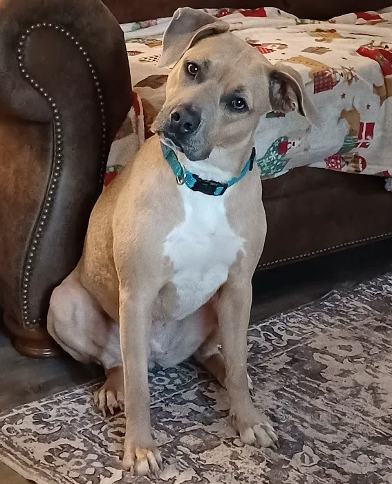 Cahaba Valley Animal Clinic Picture 6