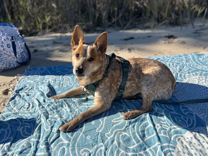 Cahaba Valley Animal Clinic Picture 7