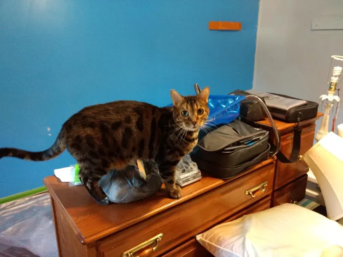 Cahaba Valley Animal Clinic Picture 9