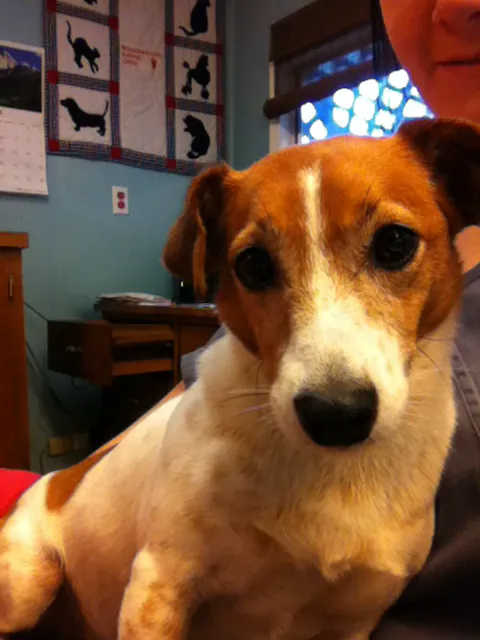 Meadow Brook Animal Clinic Picture 3