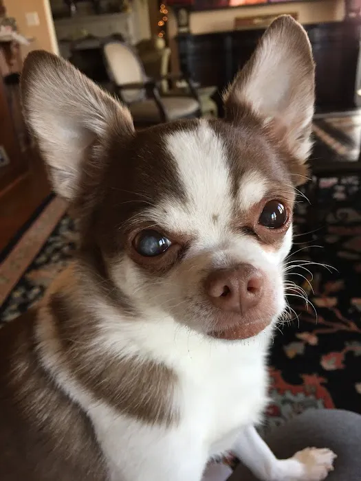 Meadow Brook Animal Clinic Picture 4