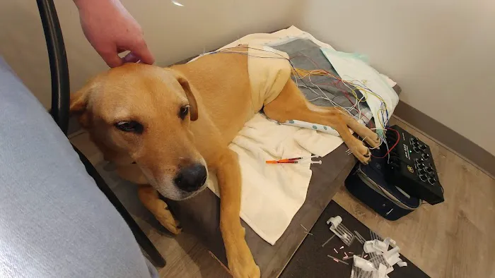 Well Being Medicine for Animals Picture 4